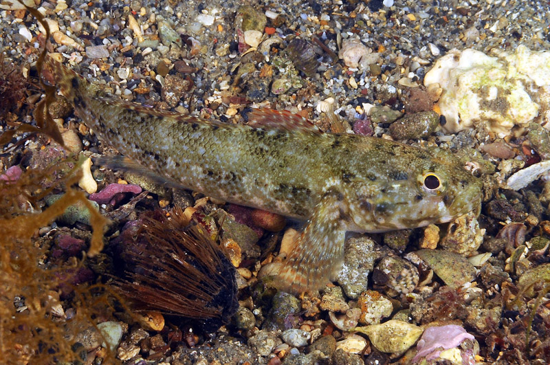 G. paganellus, G. incognitus, G. niger
